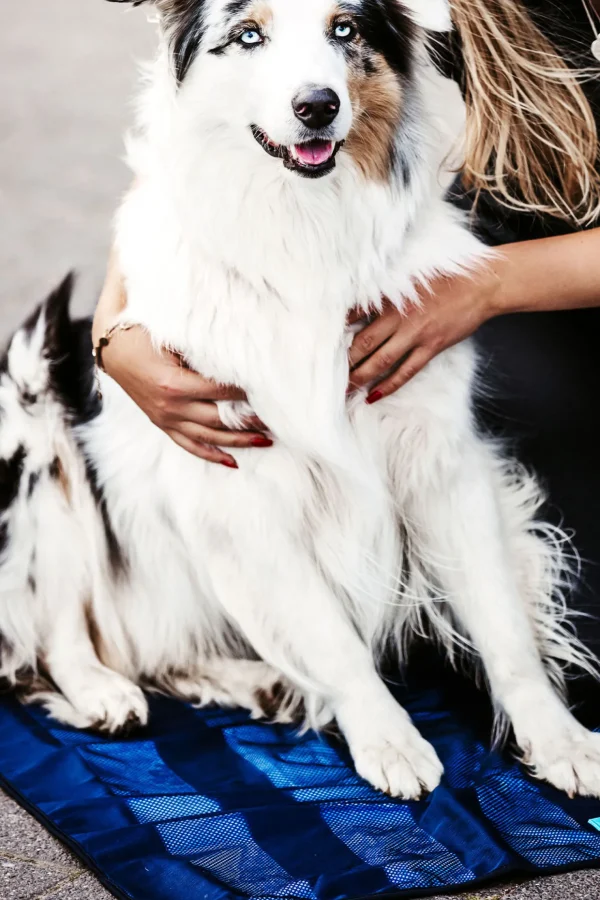 backontrack Back on Track kjølematte* Pleieprodukter Til Hund | Hundeklær Og Hundedekken