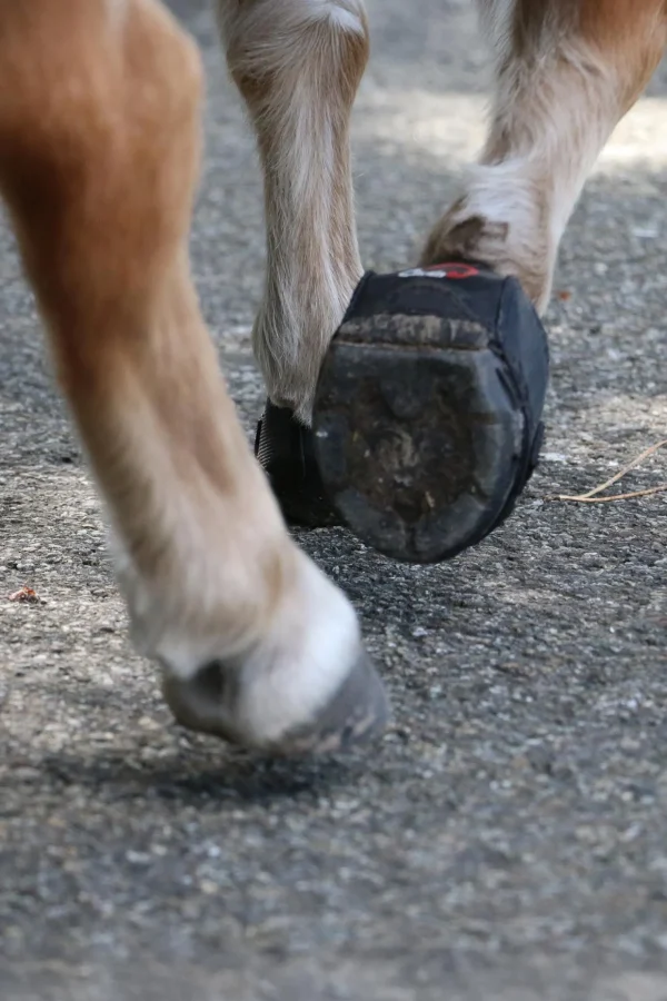 cavallohorseriderfr Cavallo Hoof Boots F.R.A. CLB boots (vanlig/par)* Boots Til Hest