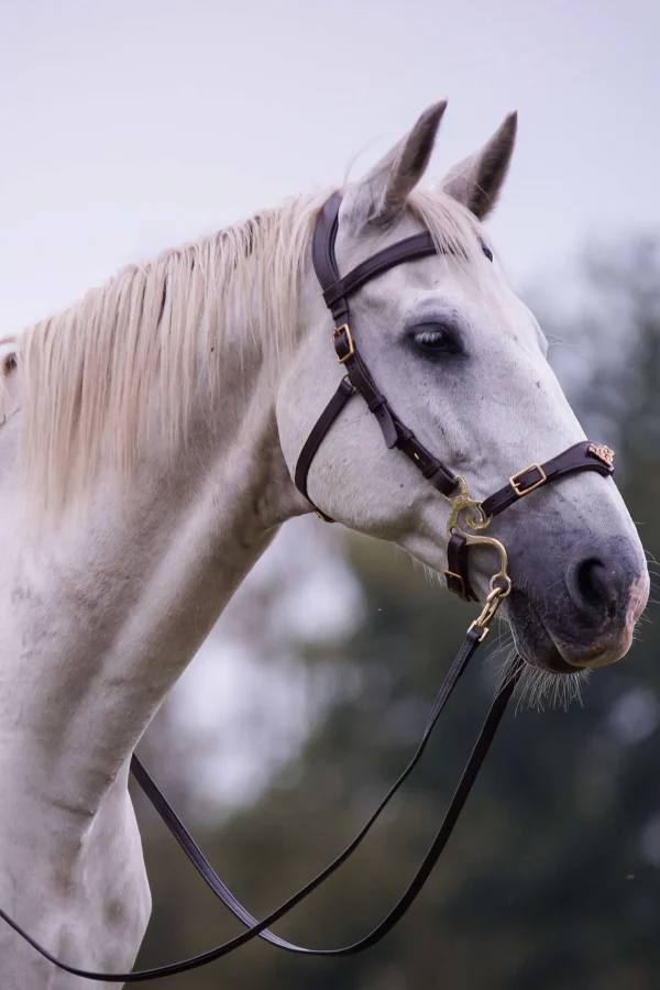 fra F.R.A. Freedom Riding Articles Imperial hodelag Hackamore med tøyler (system 2) shire* Hodelag & Nesereimer