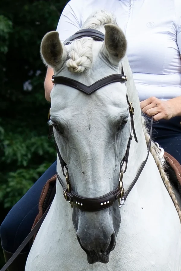 fra F.R.A. Freedom Riding Articles Glory hodelag Hackamore med tøyler (system 2), brun* Hackamores | Hodelag & Nesereimer