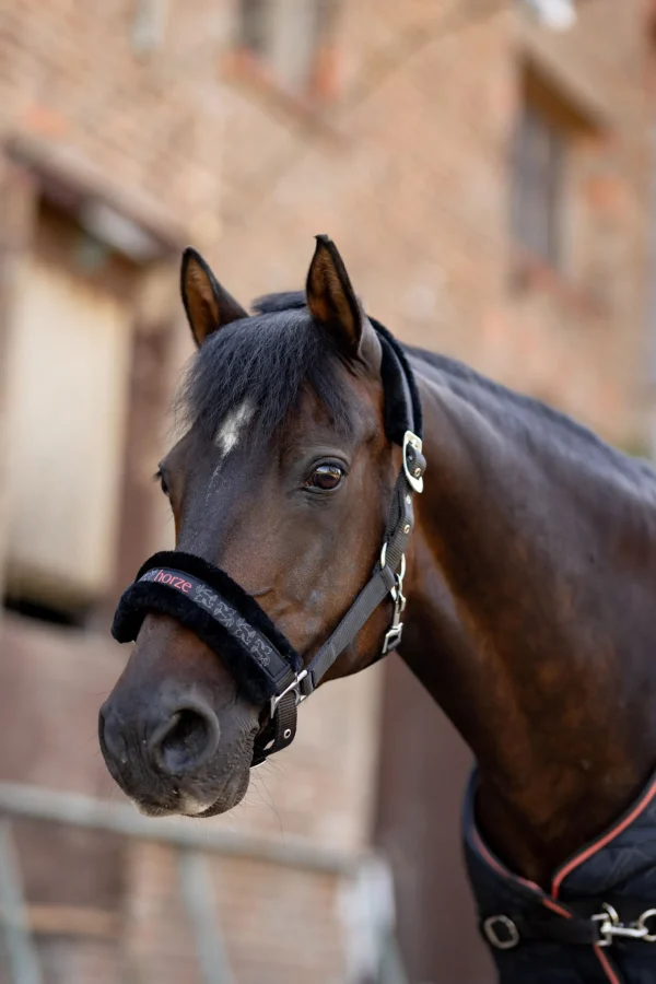 horze Grimesett til ponni Pegasus* Grimer