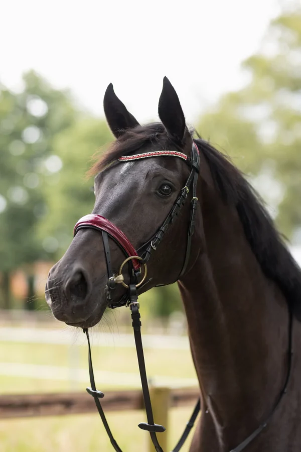 horze Physical Sophistication hodelag* Ponni Hodelag Og Grimer | Hodelag & Nesereimer