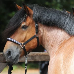 kavalkade Draft Horse Classic grime* Grimer