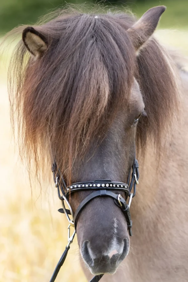 kavalkade Glansandi English Noseband for Kjartan Icelandic Bridle* Hodelag & Nesereimer