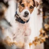 kentuckydogwear Kentucky Dogwear flettet hundehalsbånd, nylon* Hundebånd