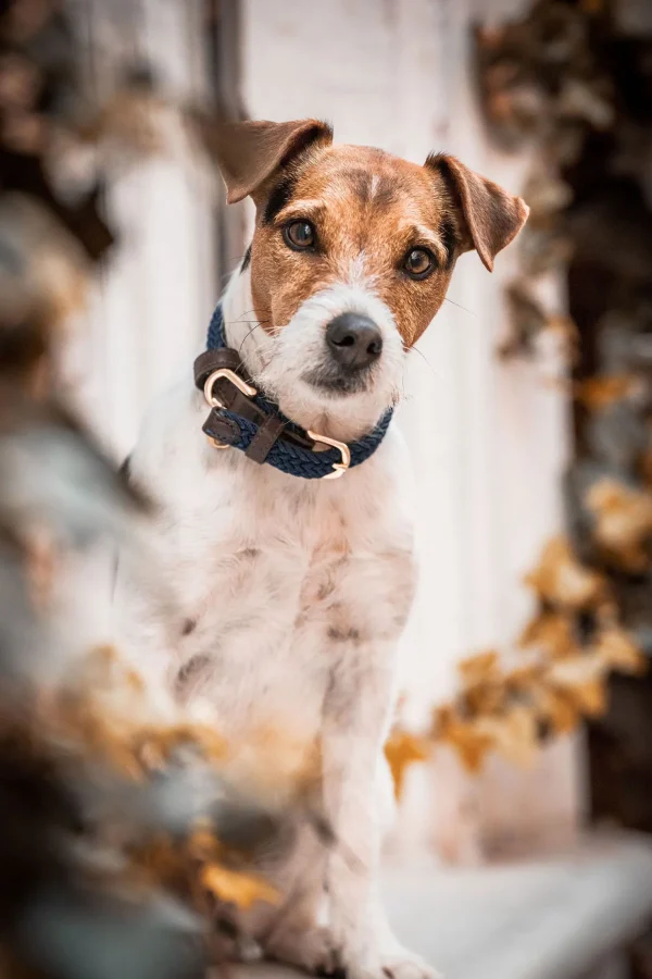 kentuckydogwear Kentucky Dogwear flettet hundehalsbånd, nylon* Hundebånd