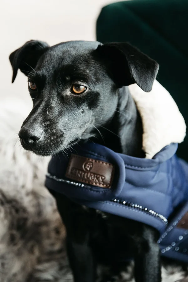 kentuckydogwear Kentucky Dogwear Pearls hundedekken* Hundeklær Og Hundedekken