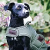kentuckydogwear Kentucky Dogwear vanntett hundedekken* Hundeklær Og Hundedekken