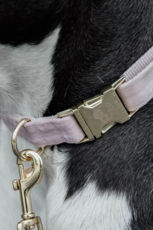 kentuckydogwear Kentucky Dogwear Velvet hundehalsbånd* Hundebånd