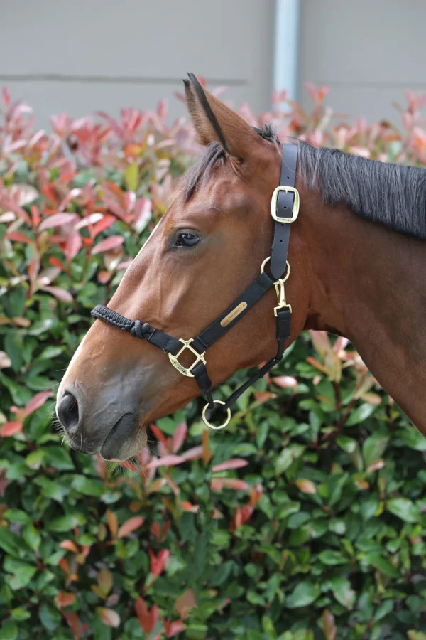 kentucky Horsewear Control grime* Grimer