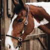 kentucky Horsewear lærgrime for stell* Lærgrimer
