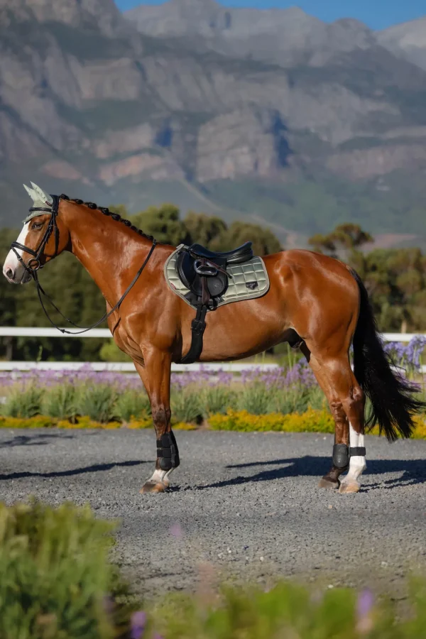 lemieux Loire Square CC Sprangsjabrak* Ponni Sjabrak | Allround- Og Sprangsjabraker