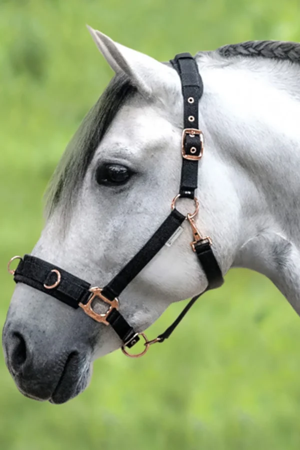 waldhausen Rosé Lunging Halter* Kapsun | Kapsun